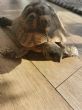 Hermanns : Male approx 12 years old (Walter)